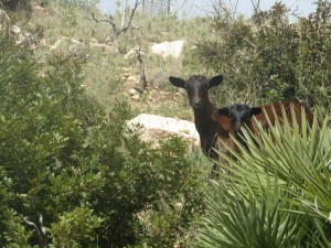 IMG_5081 (Medium)